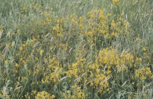 Genista tinctoria. Cosmeston July 1979. Early colonist persisting into full coverstage.