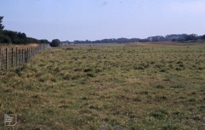 Field north of Cosmeston west lake. July 1985
