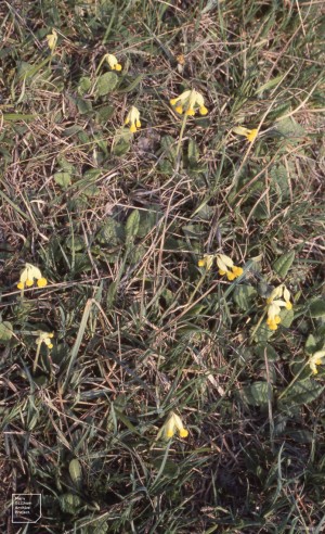 Small cowslips, Cosmeston cement works. 1980