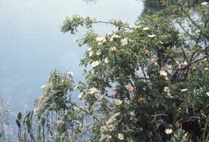 Rosa canina by Cosmeston Quarry, West Lake. June 1976