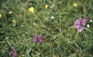 Part of glut of spotted orchid. Cosmeston West lake, June 1976