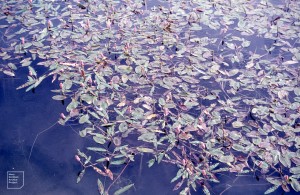 Polygonum amphibium, Cosmeston West lake, Potamogeton natans right. 1976