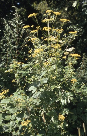 Pastinaca sativa, mugwort. Cosmeston, July 1985