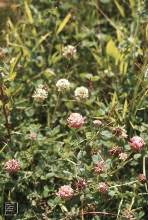 Trifolium hybridum. Cosmeston, July 1985