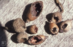 Holm oak acorns nibbled by mouse/vole. Bute Park, 15/04/66