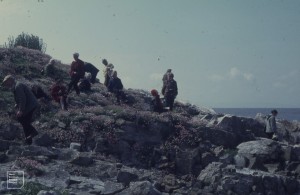 Extramurals and Herring Gull chick in thrift on Southwest Flatholm 12.6.71
