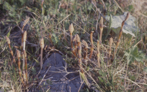 Equisetum arvense, Horsetail cones. Cosmeston Cement works, April 1980.