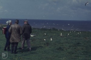 Beatrix, Dick and Ted Parry in Flat Holm. Lesser Black-Backed Gull colony