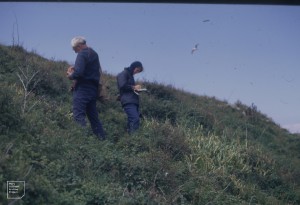 Dr Will Evans, Margaret Barrow of Nature Conservancy and Allium ampeloprasum. East end of Flatholm, June 1971