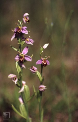 Bee orchids. Cosmeston, Cogan end, 1992
