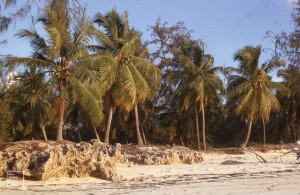 Coconuts on uplifted coral North of settlement.
