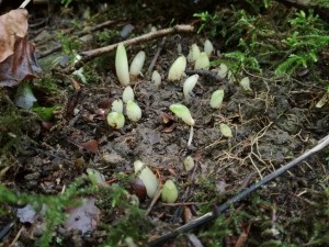 Wild garlic buds in the soil