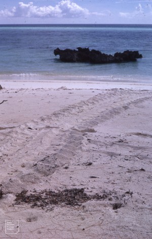 Female turtle track down beach after laying.
