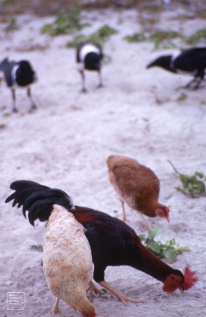 Free range poultry feed with pied crows.