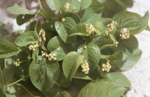 Gouania retinaria. Rhamnaceae.  Climbing shrub.