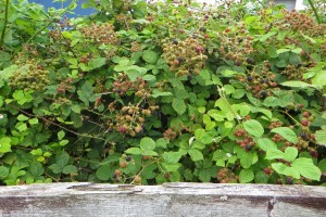 Himalayan blackberry
