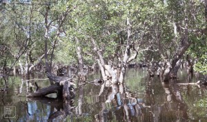 Old mangrove forest at high water.
