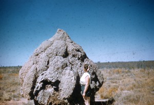 Termite mound eroding and Prue. Near Tenannt Creek, Northern Territory, August 1958