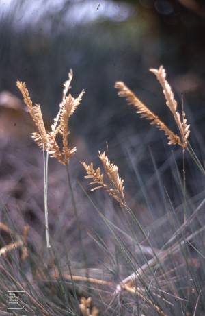 Sclerodactylon macrostachium, wire grass.