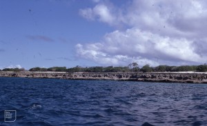 Typical coast of uplifted coral rock.